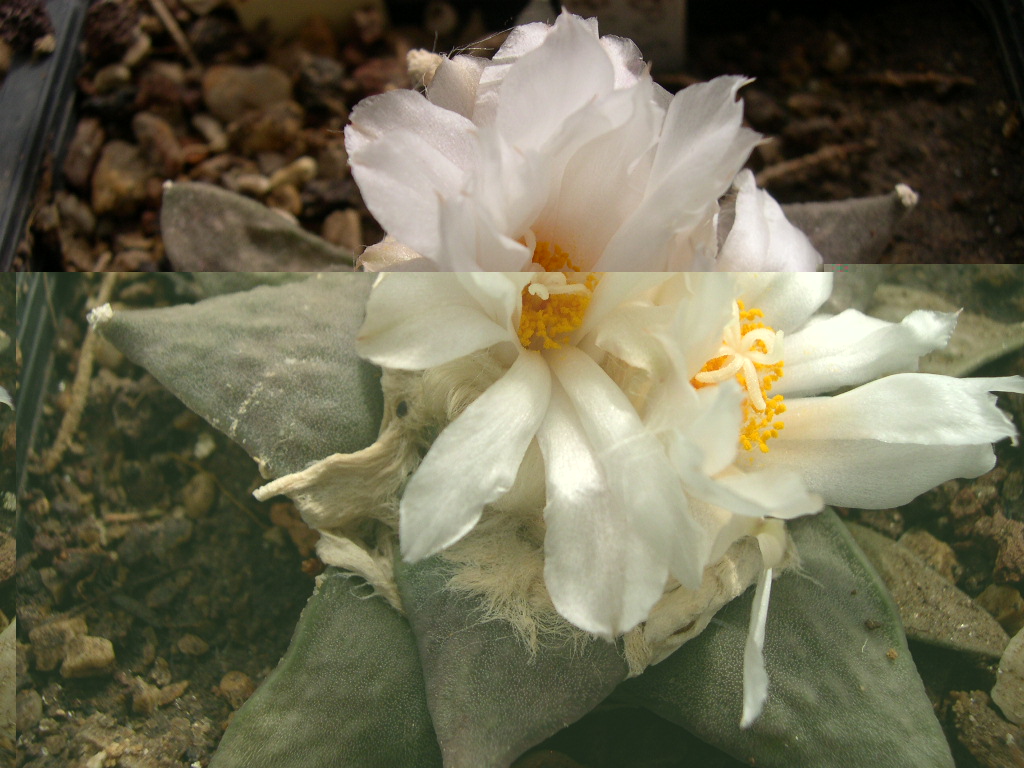 DSCN0005.JPG