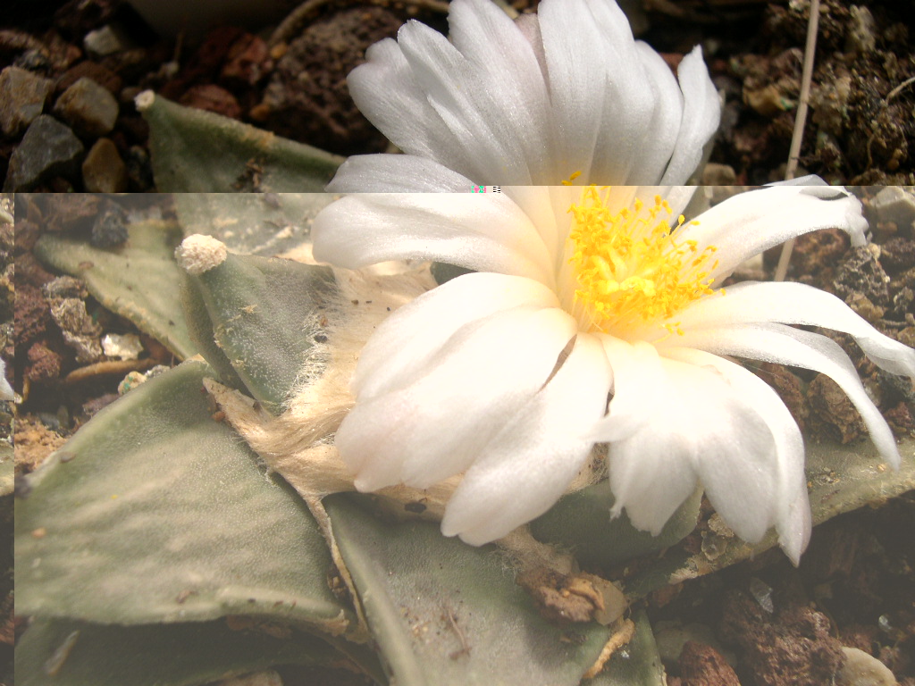 DSCN0006.JPG