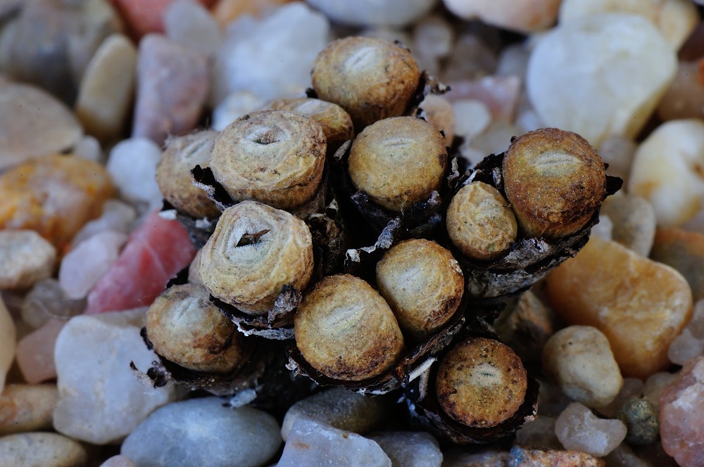 Conophytum jucundum