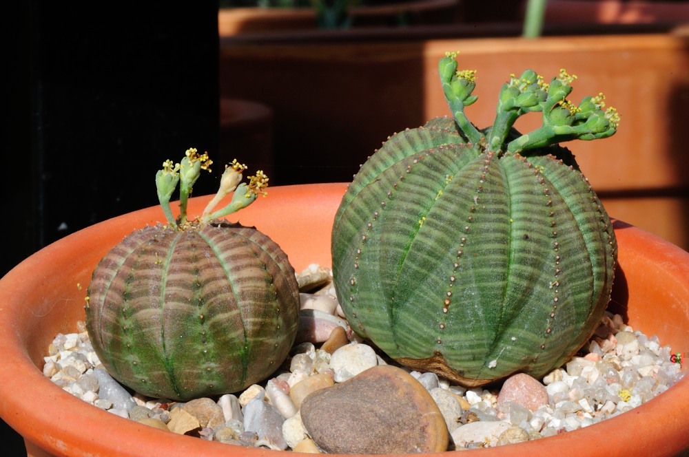 Euphorbia obesa