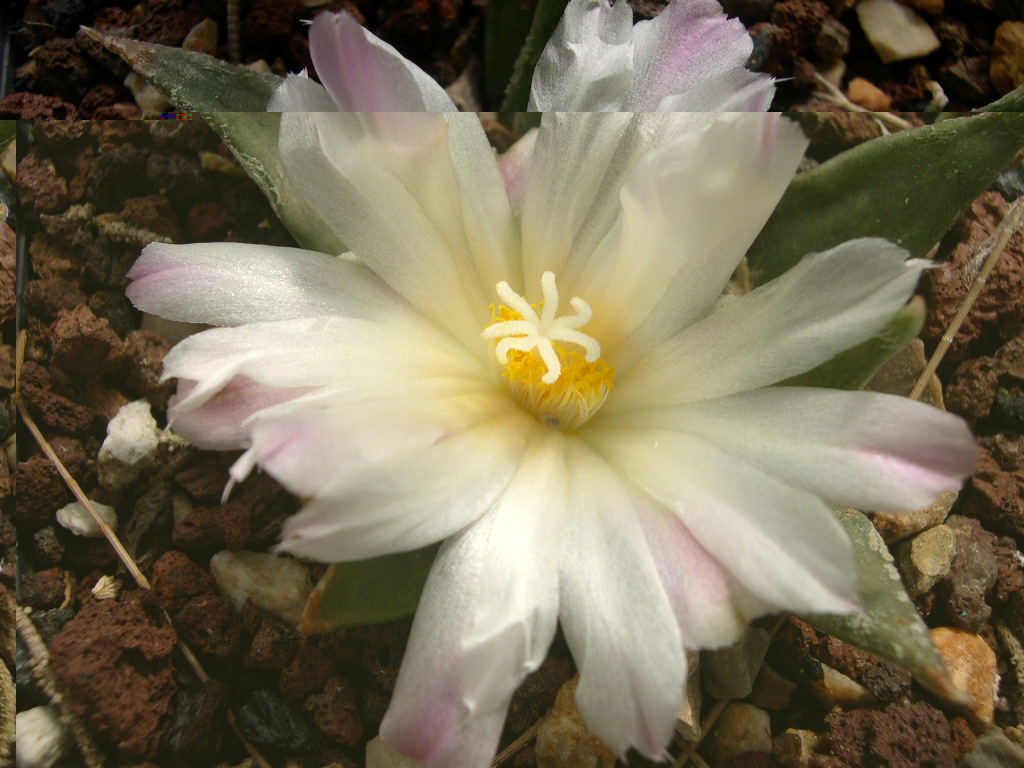 DSCN0007.JPG