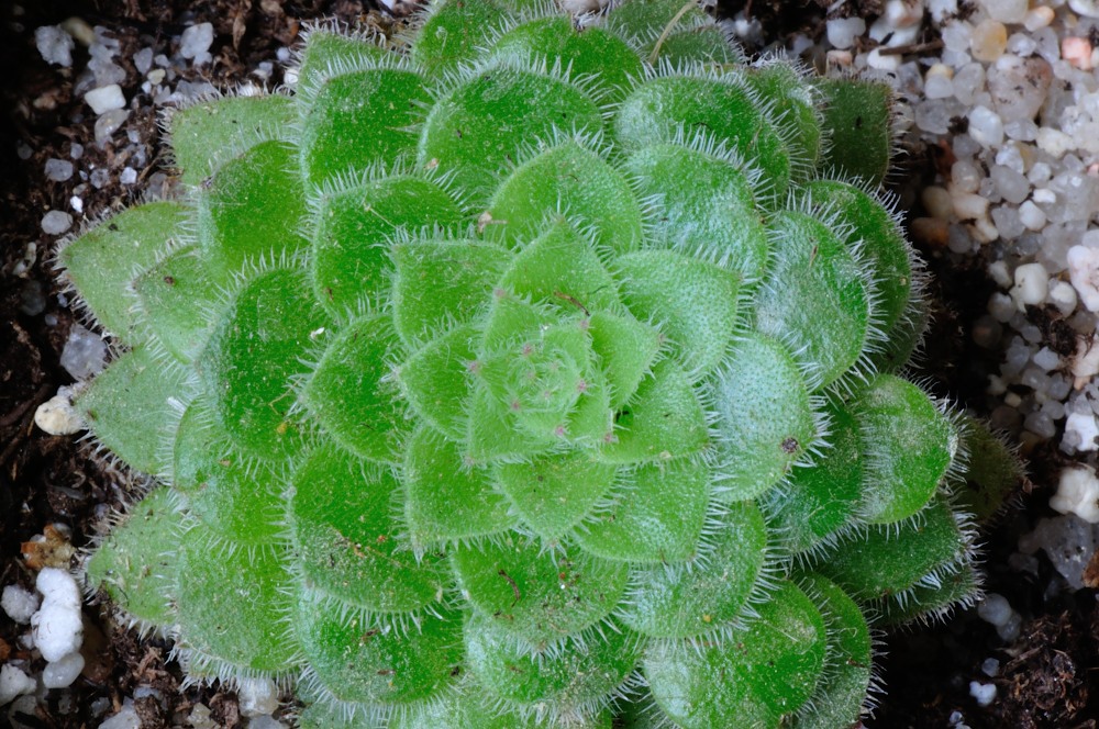 Aeonium tabulaeforme