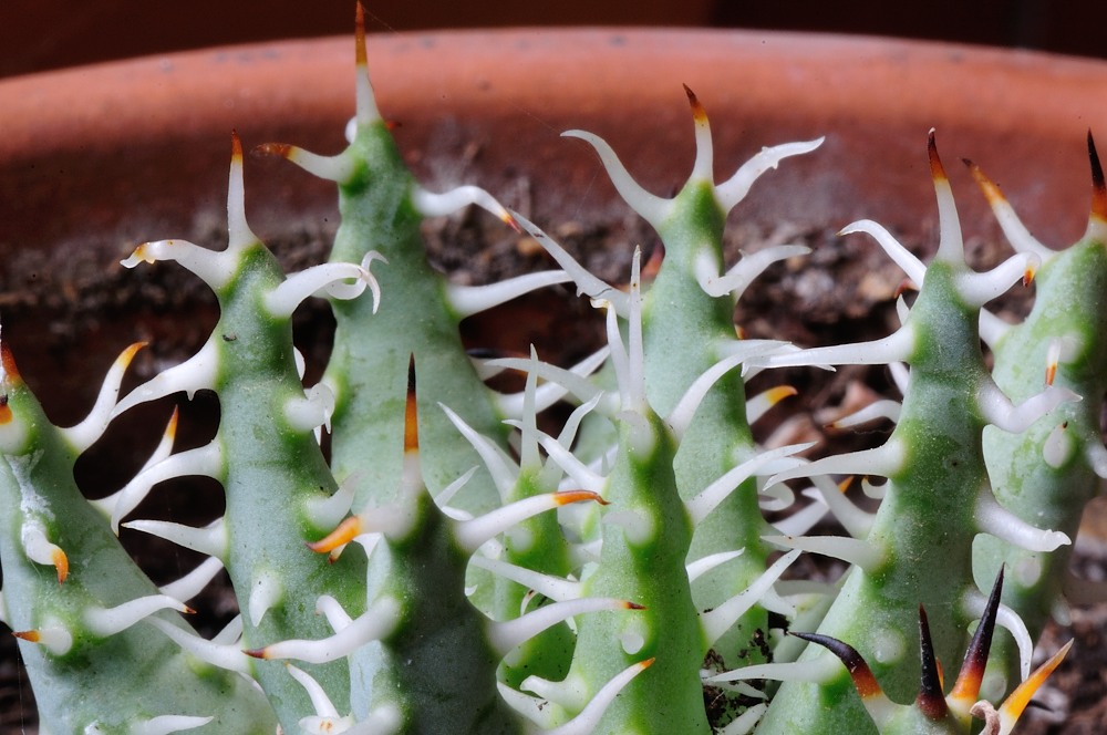 Aloe erinacea