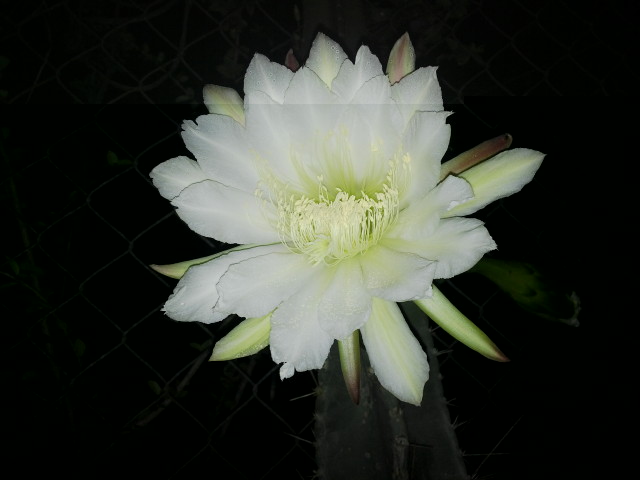 Cereus hexagonus