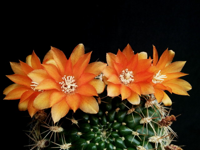 Weingartia trollii