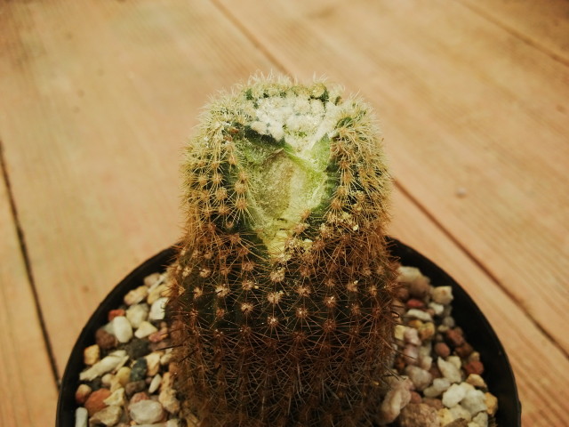 Notocactus gutierrezii