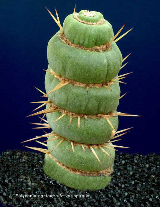 Eulychnia_castanea_fa_varispiralis.jpg