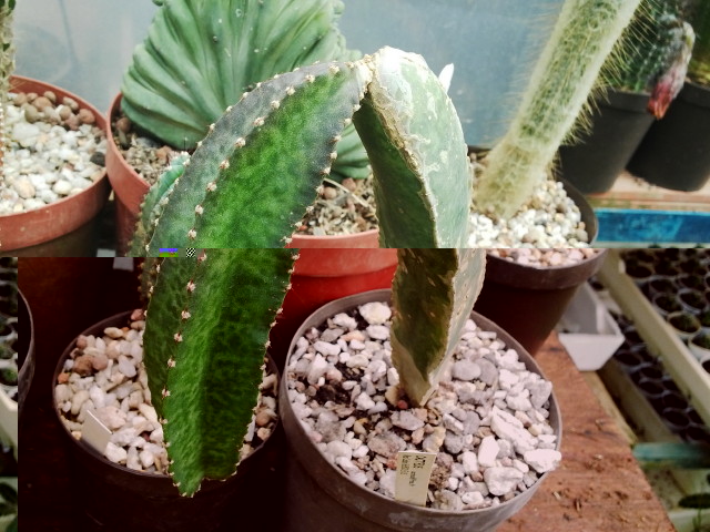 Peniocereus maculatus