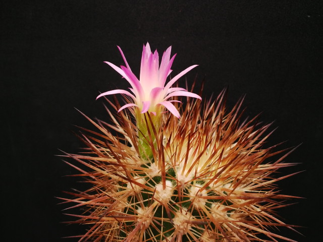 Eriosyce subgibbosa