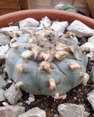 peyote 10 9.jpg