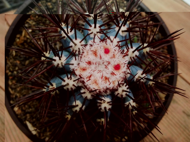 Melocactus azureus