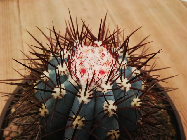 Melocactus azureus
