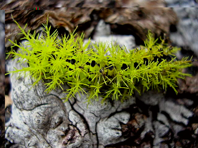 oruga (2).jpg