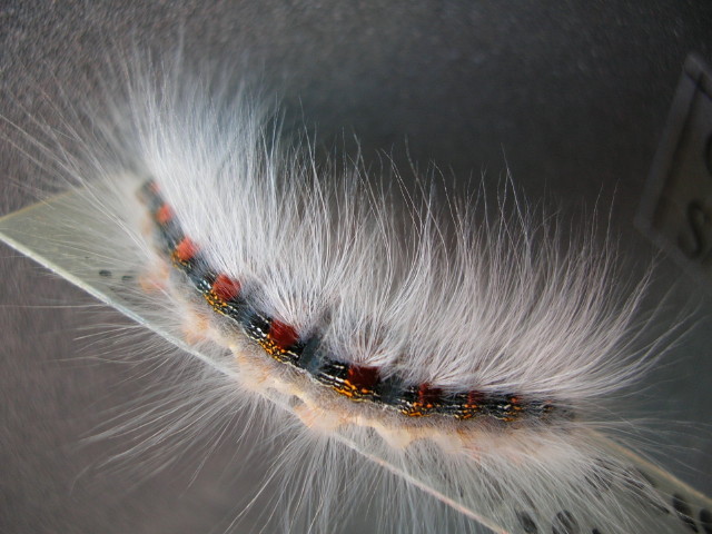 oruga (17).jpg