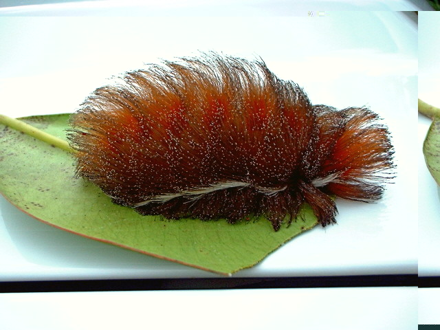 oruga (20).jpg