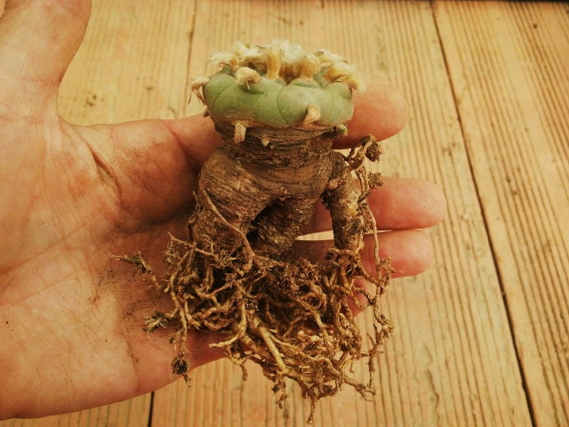 Lophophora williamsii