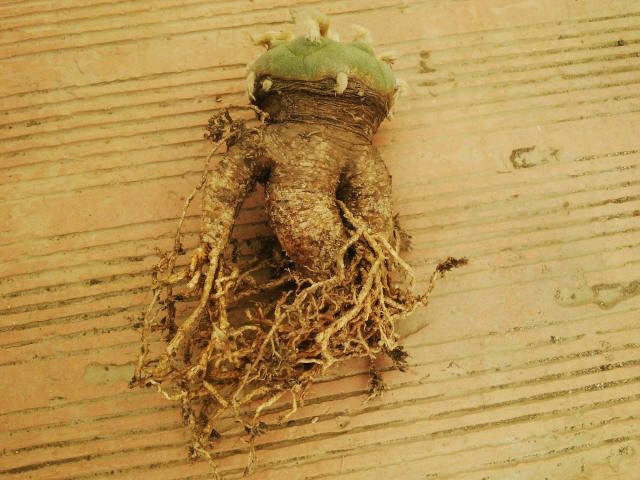 Lophophora williamsii