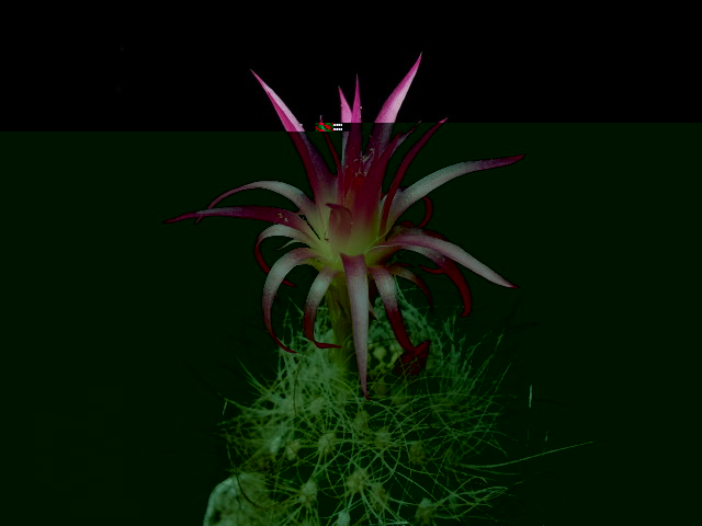 Eriosyce senilis f ovalle