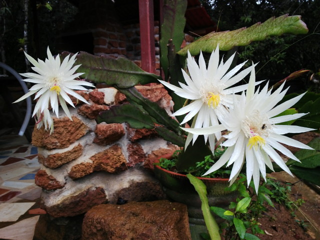 Epiphyllum guatemalensis