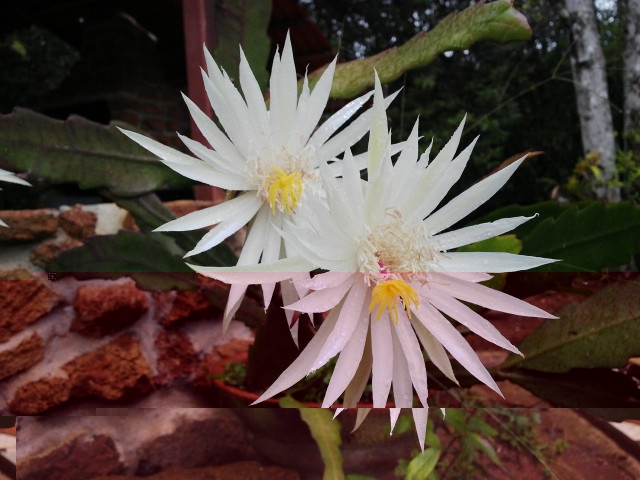 Epiphyllum guatemalensis