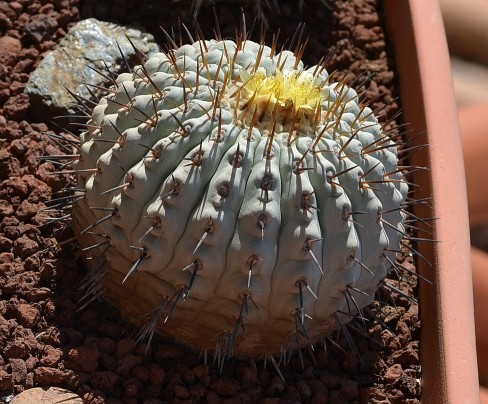 copi col albagost 14 018 [50%].jpg