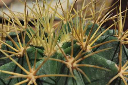 Ferocactus?