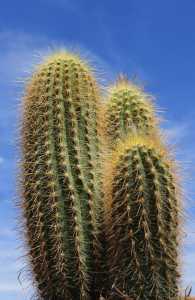Este creo que es Espostoa guentheri, mide unos 30 cm. de altura.