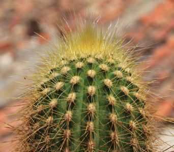 E. guentheri?