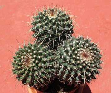 Mammillaria, pero ni idea de cuál
