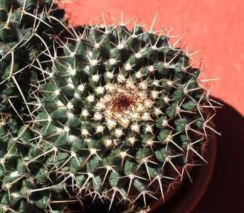 La misma Mammillaria, de cerca.