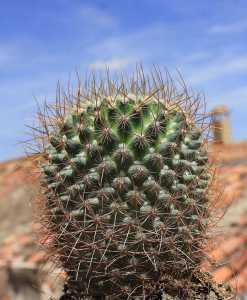 Otra Mammillaria.