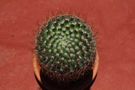 La misma Mammilaria, vista superior.