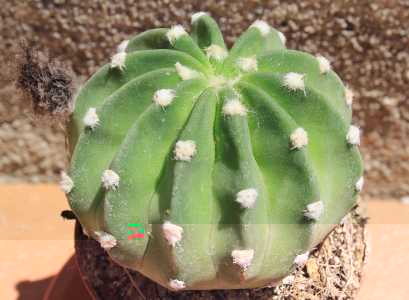 Un Echinopsis. Lo compré este año pero aún no ha florecido. Tal vez E. subdenuata.