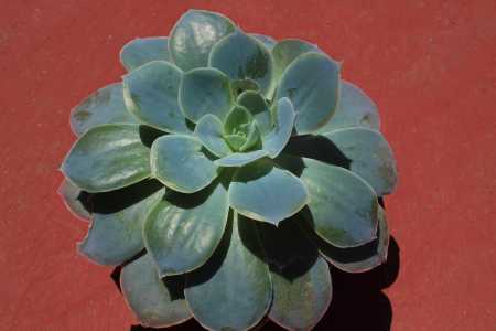 Echeveria sp. Ni idea de la especie.