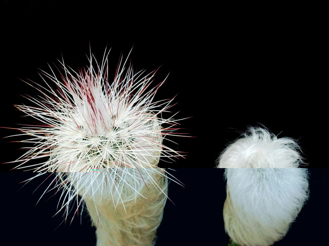 Echinocereus viridiflorus v canus