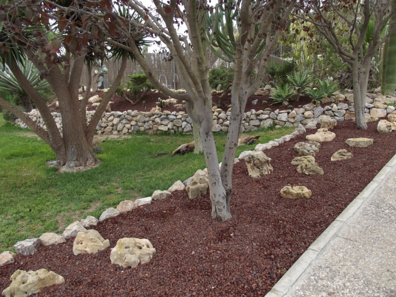 Esta zona primera lleva malla para evitar que ponga huevos al pié de los prunus el gusano cabezudo(cuando es escarabajo) he perdido 4 de estos árgboles por su culpa.