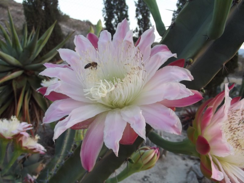 Cereus validus-DSCF3320 [800x600].jpg