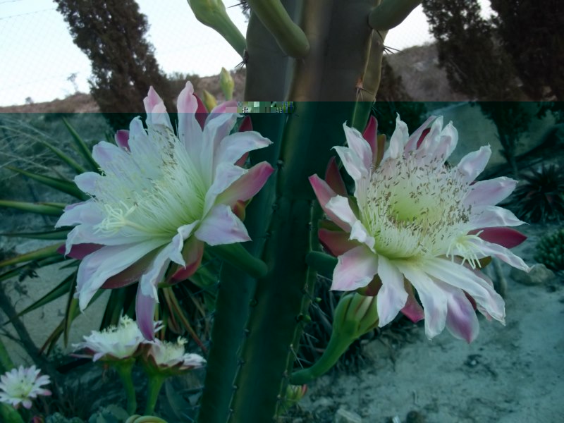 Cereus validus-DSCF3321 [800x600].jpg