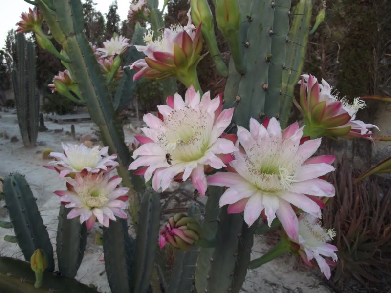 Cereus validus-DSCF3323 [800x600].jpg