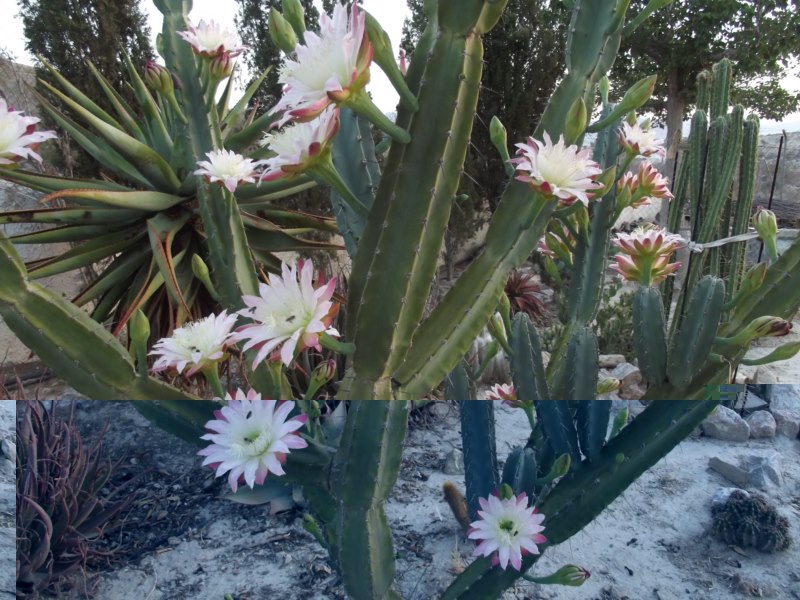Cereus validus-DSCF3327 [800x600].jpg