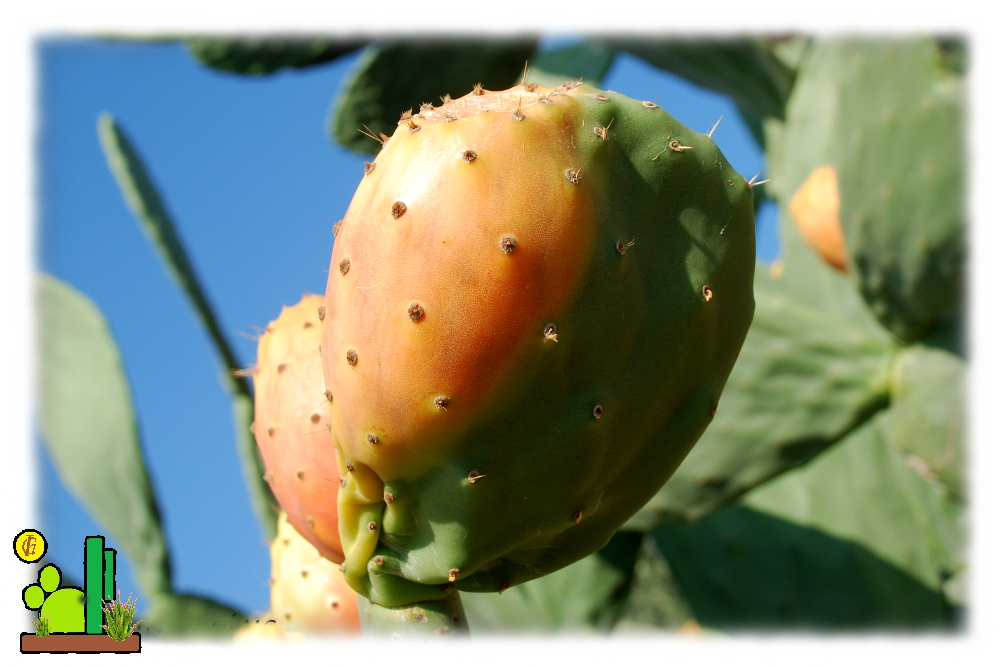 Opuntia Flot y Fruto a la vez.jpg