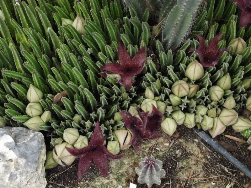 Stapelia grandiflora masson-DSCF3775 [800x600].jpg