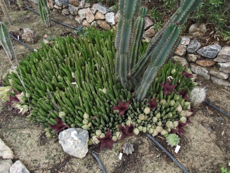 Stapelia grandiflora masson-DSCF3774 [800x600].jpg