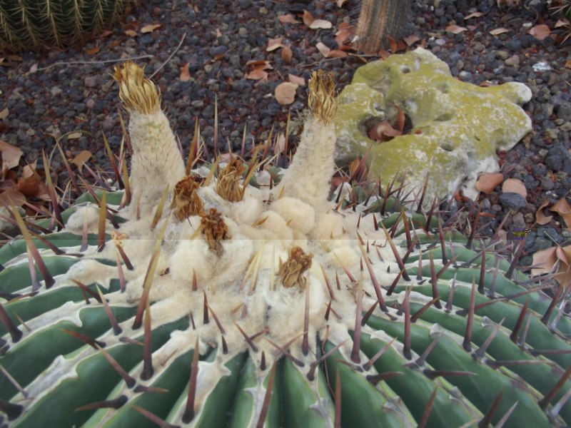 Echinocactus platyacanthus-DSCF3255 [800x600].jpg