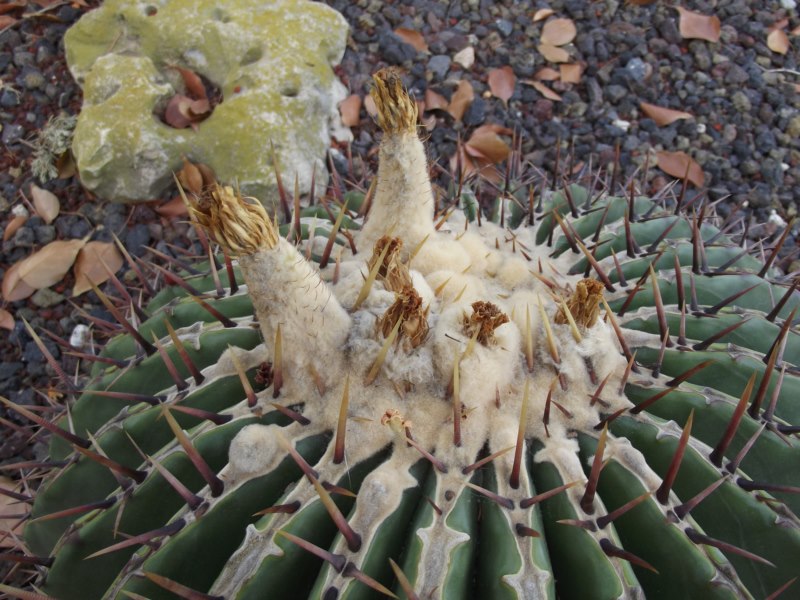 Echinocactus platyacanthus-DSCF3254 [800x600].jpg