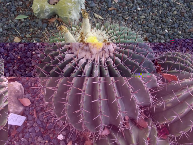 Echinocactus platyacanthus-DSCF3151 [800x600].jpg