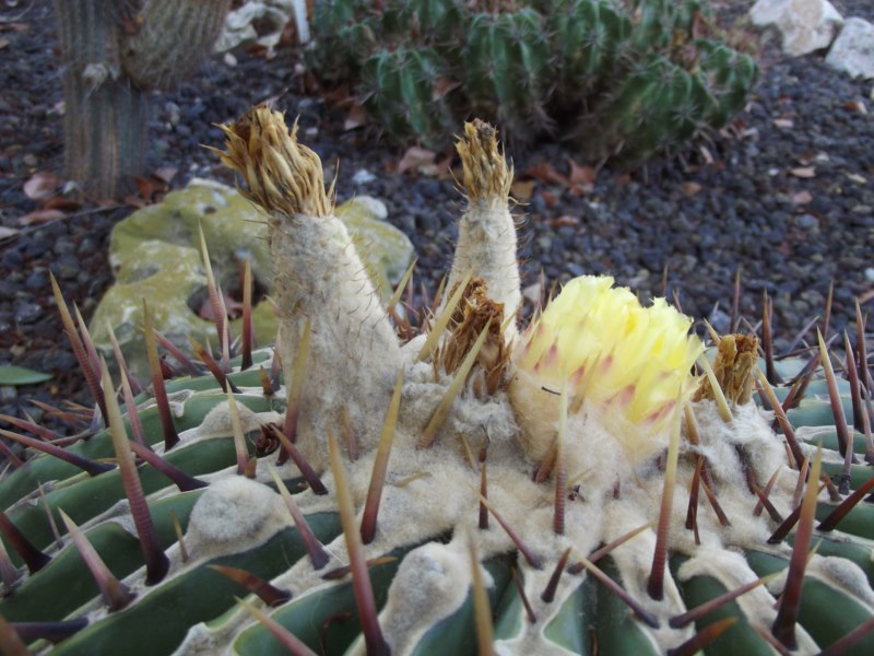Echinocactus platyacanthus-DSCF3150 [800x600].jpg
