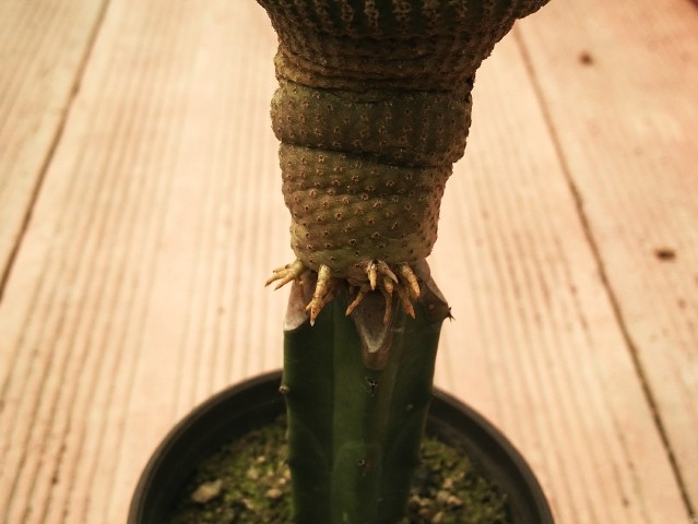 Yavia cryptocarpa