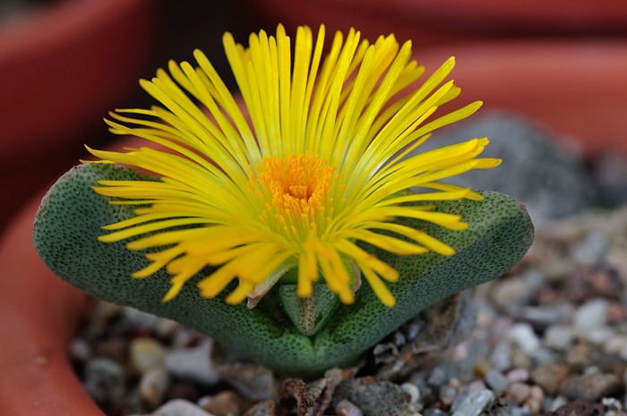 Pleiospilos compactus