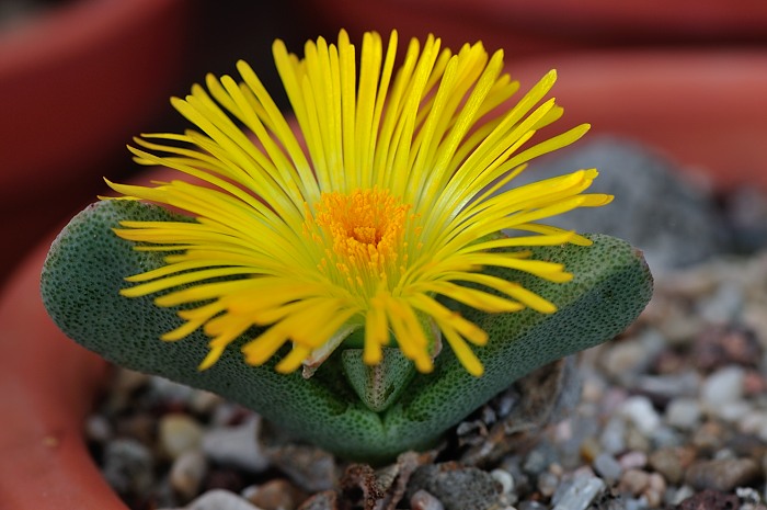 Pleiospilos compactus